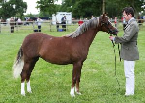 Rhoson Kizzie champion Three Counties - 2015