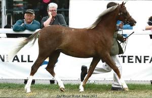 Rhoson Kizzie - Royal Welsh Show 2015 - 2nd