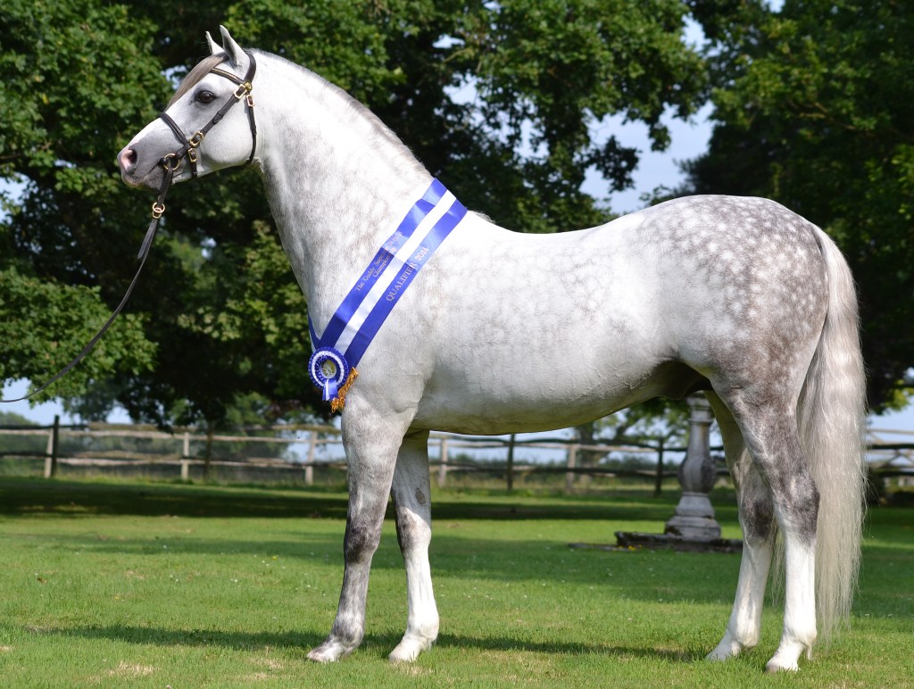 Lemonshill Falcon Cuddy qualifier Kent County 2014