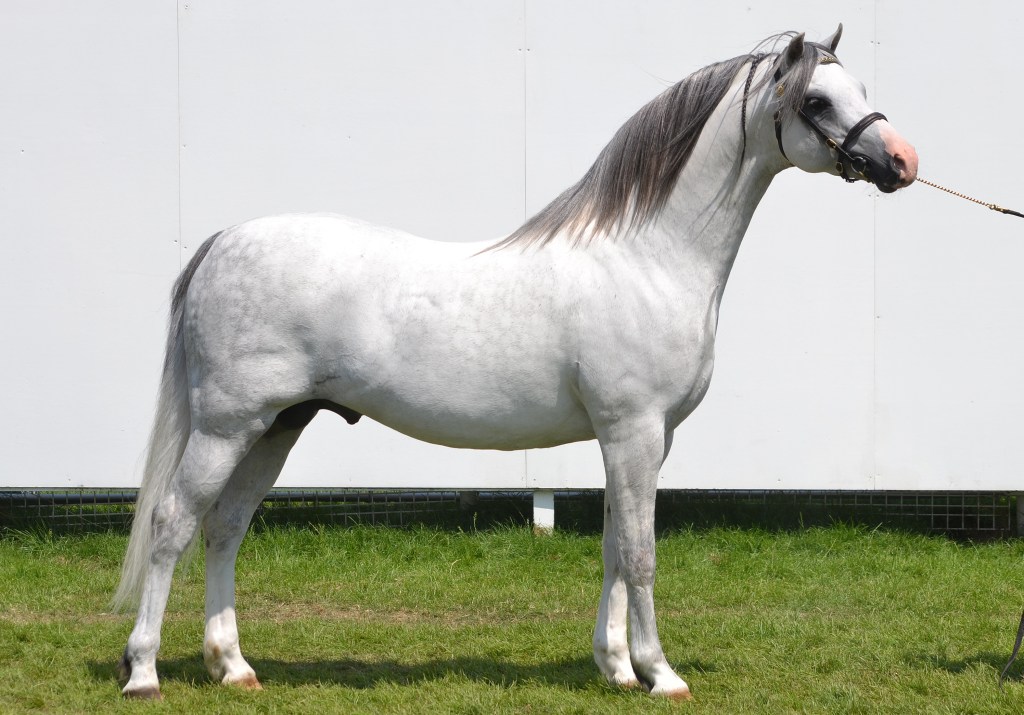 Heniarth Wood-Wind Champion RWAS 2014