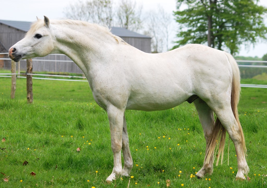 Cwrtycadno Cadfridog photo in France Summer 2012